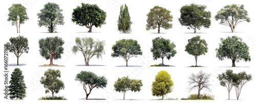 Collection of diverse tree silhouettes, various shapes and foliage