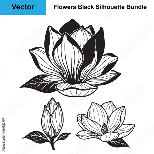 Set of Magnolia Flower and Bud Black and White Line Art