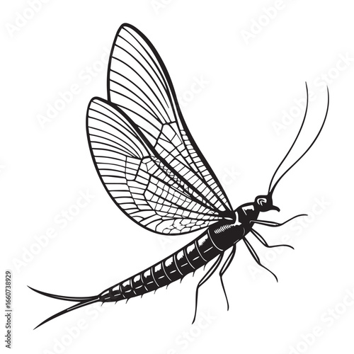 Detailed mayfly insect with intricate wing pattern isolated on white background