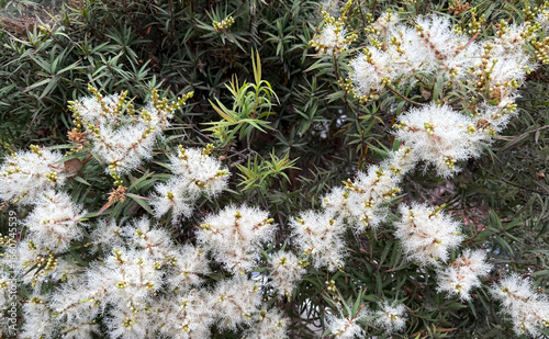 White blooming Melaleuca alternifolia Tea Tree