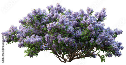 Fototapeta Naklejka Na Ścianę i Meble -  Lush, purple-lilac flowering shrub, dense foliage