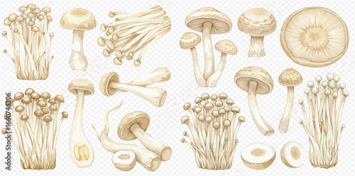 A detailed watercolor illustration set of various edible mushrooms, including Enoki, shown whole, clustered, and sliced.