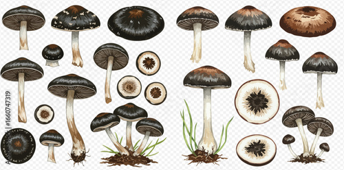 A detailed botanical collection of dark-capped mushrooms, showcasing various growth stages, angles, and cross-sections.