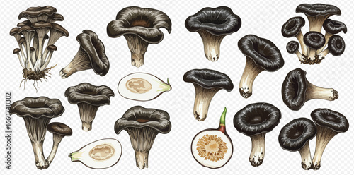 A detailed illustrative set of black trumpet mushrooms, showing whole fungi, clusters, and cross-sections on a transparent background.