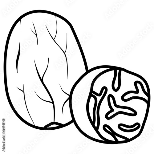 vector illustration of nutmeg 