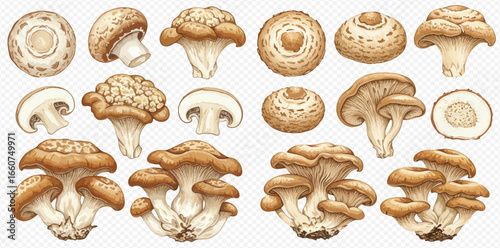 Set of detailed botanical illustrations of various edible mushrooms, including clusters, caps, and cross-sections.