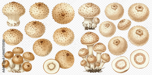 A detailed botanical collection of mushroom illustrations, showing whole fungi, clusters, and cross-sections.
