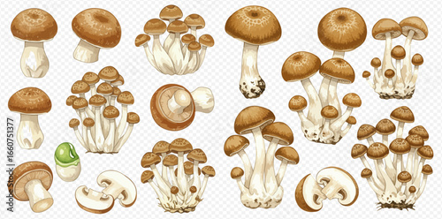 A collection of illustrated brown shimeji mushrooms, shown whole, in clusters, and sliced on a transparent background.