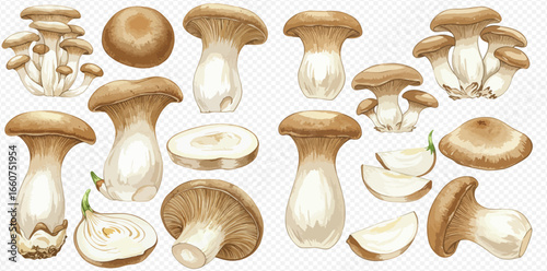A beautifully illustrated set of King Oyster mushrooms, showcasing whole, clustered, halved, and sliced Eryngii fungi.