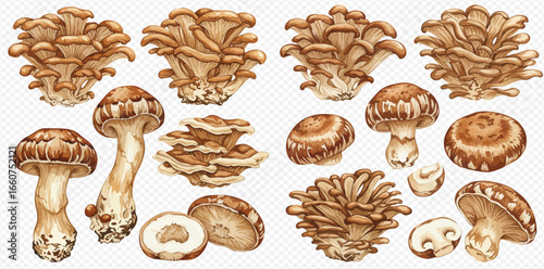 A detailed watercolor illustration set of various edible mushrooms like maitake and shiitake on a transparent background.