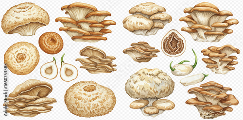 A detailed watercolor illustration set of various edible mushrooms, including clusters, caps, and cross-sections.