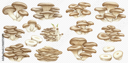 A detailed illustration set of edible oyster mushrooms, showing various clusters and sliced pieces on a transparent background.