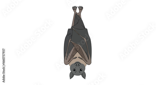 Suspended Animation: A Stylized Illustration of a Bat Resting Upside Down, Isolated on White and Ready for Spooky Season Designs