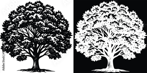 Stunning silhouette of a mature oak tree, offering a timeless symbol of strength and nature's beauty for any project.