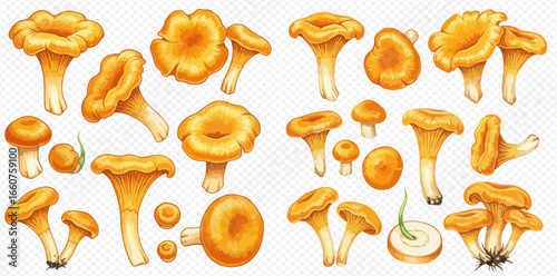 A detailed collection of golden chanterelle mushrooms, shown whole, sliced, and in clusters from various angles.