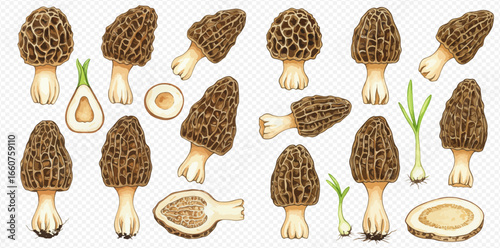 A collection of detailed watercolor illustrations of morel mushrooms, shown whole, sliced, and in cross-section.