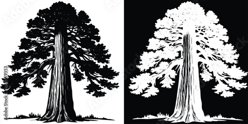 Majestic ancient redwood tree silhouette with detailed bark and sprawling branches presented in contrasting black and white.