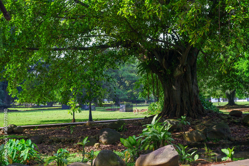 green leaves on tree trunks