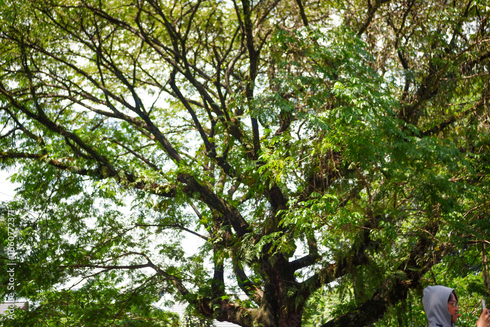 Fototapeta premium tree in the forest