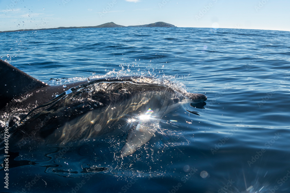 Naklejka premium A common dolphin swimming near the surface with sunlight reflections in Port Stephens, New South Wales, Australia.