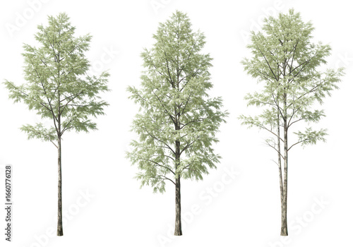 Three birch trees isolated on transparent background