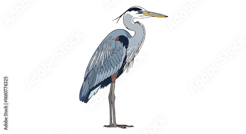 Elegant heron illustration with delicate feathers standing gracefully on white backdrop evoking wetland atmosphere showcasing natural avian artistry