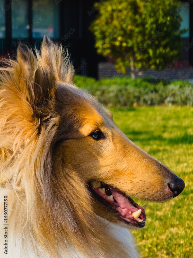 Fototapeta premium Beautiful close-up portrait of a Rough Collie dog with long fluffy fur, alert ears, and bright eyes outdoors on a sunny day in a green garden.