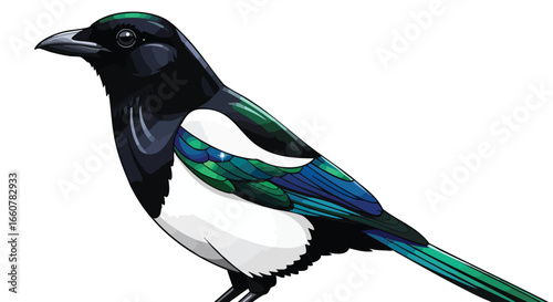 Elegant magpie illustration showcasing vibrant plumage and graceful bird form highlighted against a pristine backdrop