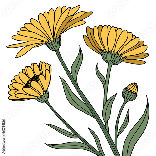 calendula officinalis yellow vector