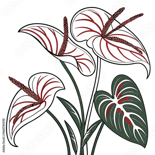  caladium flower vector