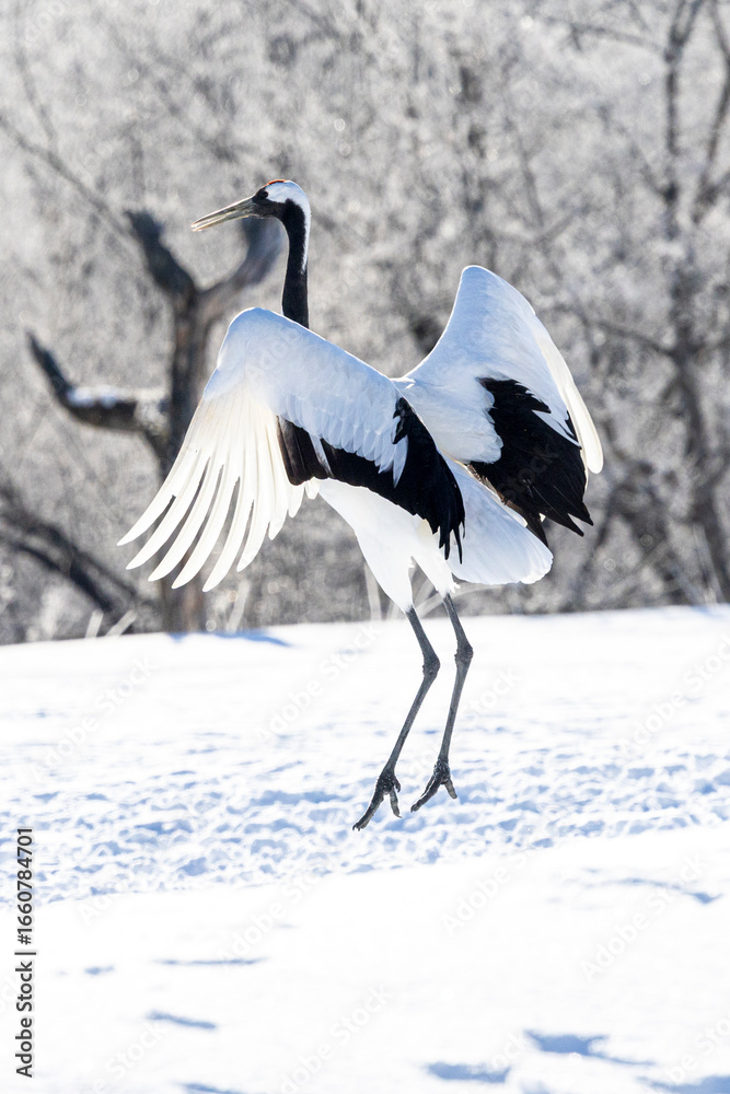 Obraz premium Red-crowned Cranes, Japan