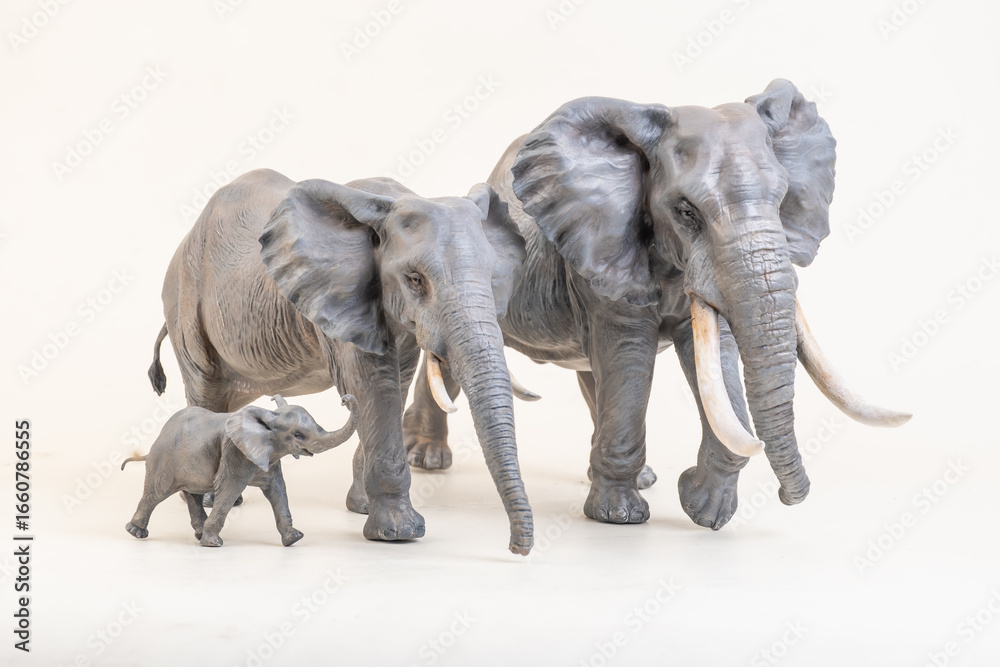 Fototapeta premium African elephant on isolated background