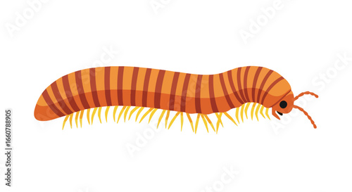 Cartoon millipede illustration with orange stripes and multiple yellow legs crawling forward isolated on white background showcasing simplicity and