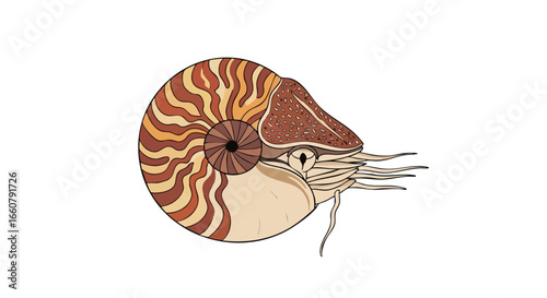 Elegant Nautilus Depiction with Detailed Markings and Fluid Lines, a Classical Design Element
