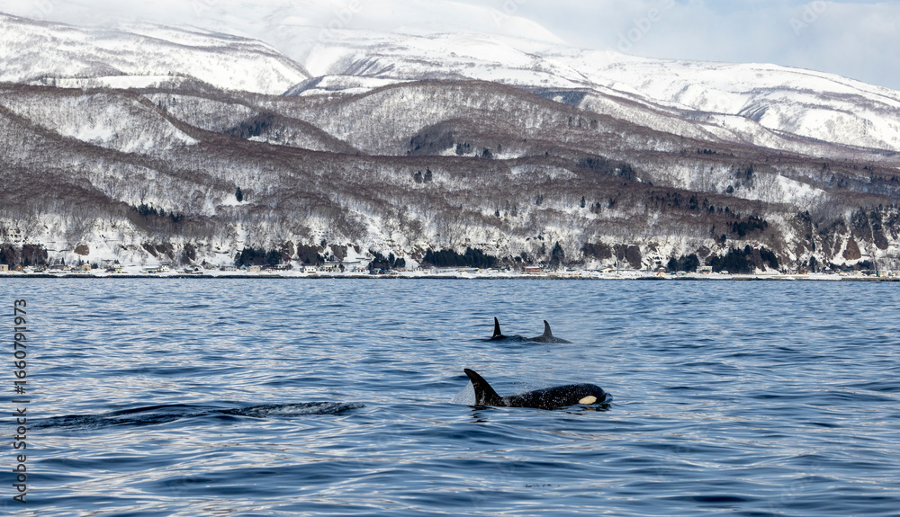 Fototapeta premium Orcha whales come in close to the shore in Rausu fishing port, Japan