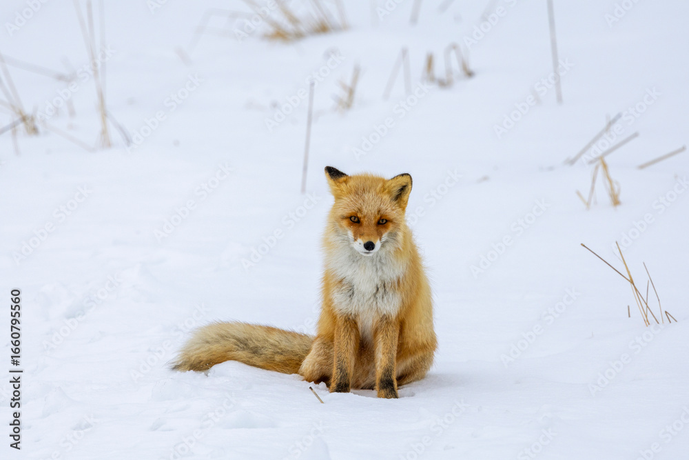 Fototapeta premium Red Fox in the cold snow in Japan