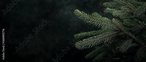 Dark moody background with pine tree branch-Close-up of pine tree branches on a dark moody background, ideal for winter, Christmas themes, nature design, and seasonal decoration.
