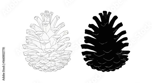 Pinecone illustration in two styles side by side, left side thin line outline minimal line art, right side solid black silhouette, monochrome, no color, isolated on white background, clean vector