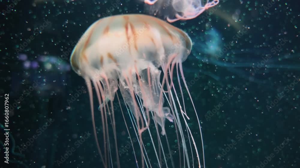 Close-up of jellyfish moving beautifully in a display case. Abstract copy space background