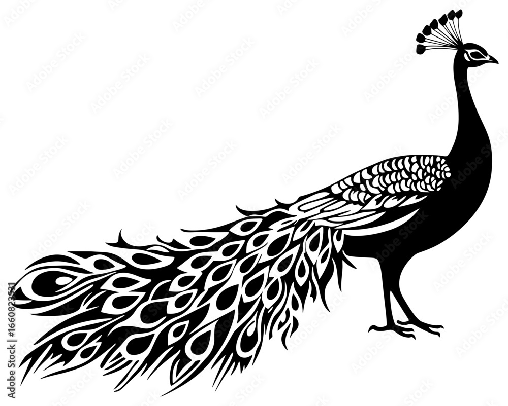 Fototapeta premium Silhouette of beautiful peacock bird