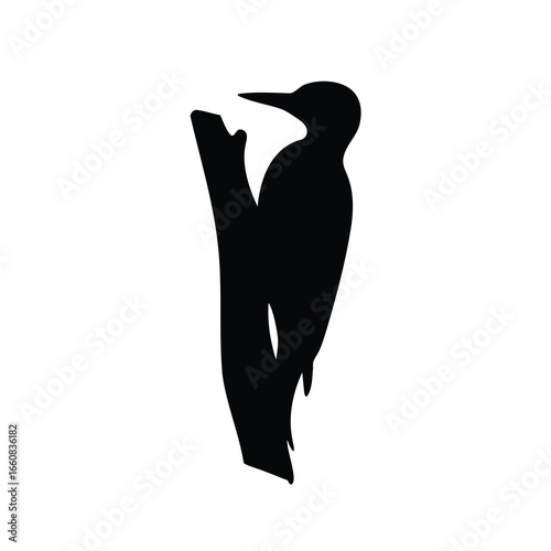 Silhouette of a Woodpecker Clinging to a Tree Branch in Black