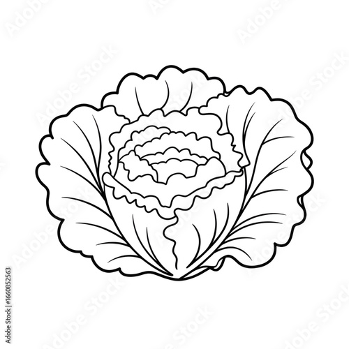 A black and white lettuce illustration line art of a coloring page 