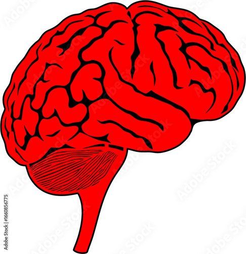 Human brain ,mind of human brain 