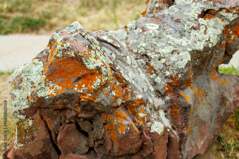 Fototapeta premium Lichen-covered rock