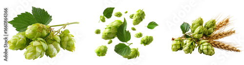 Clusters of hops and wheat stalks