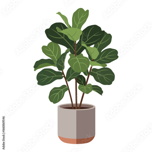 Fiddle leaf fig plant in a pot against a white background.