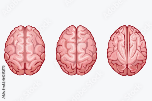 Three human brain illustrations in different views on a white background