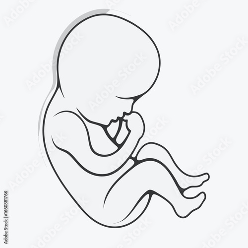 A line drawing of a fetus in a curled up fetal position