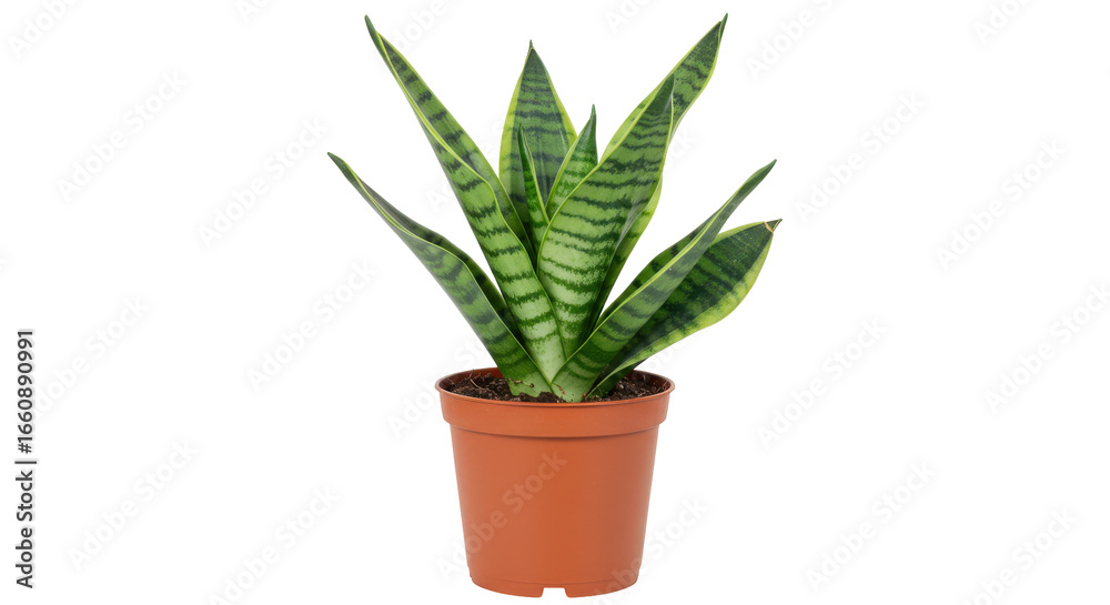 Obraz premium Snake plant in terracotta pot isolated on white background decorative indoor plant