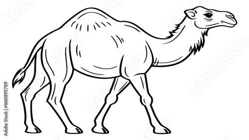 Dromedary Camel Line Art Illustration. Black and White Outline Drawing of Desert Animal. Simple Vector Graphic for Education or Coloring.